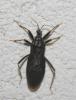 Reduvius personatus